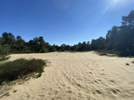 Chalet en forêt à Lille, Belgique : jardin clos 2500 m² : photo 43