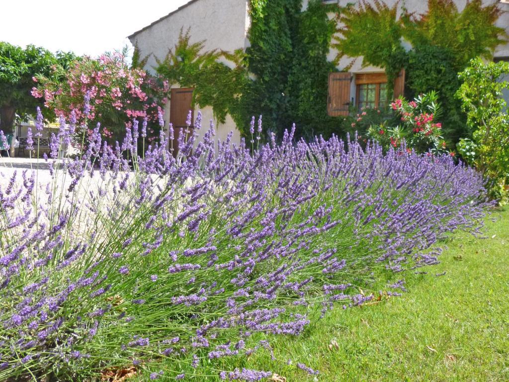 Les Platanes – Maison 4 pers. avec piscine à L'Isle-sur-la-Sorgue - Photo 18