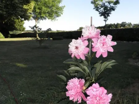Fermette XIXe rénovée, proche zoo Beauval, animaux admis, jardin 1700m² - Photo 15