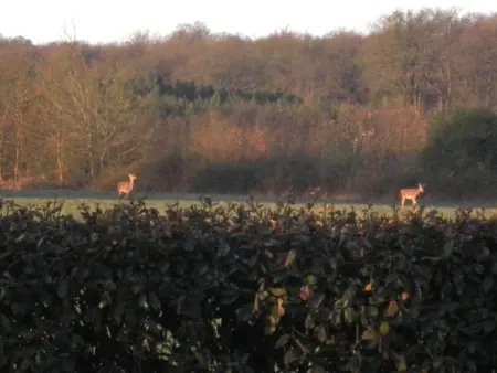 Fermette XIXe rénovée, proche zoo Beauval, animaux admis, jardin 1700m² - Photo 17