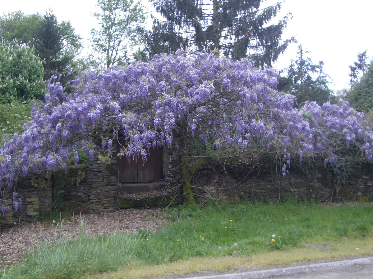 Ancien moulin du XIIe avec pêche à la Vègre - Photo 30
