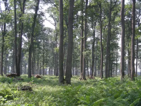 Gîte en Brenne avec vélos, étang et activités nature - Photo 19