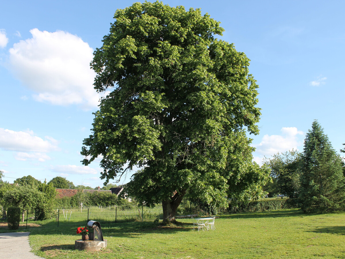 Le Tilleul : gîte 12 pers. à Sarzay, 2000 m² de nature - Photo 30