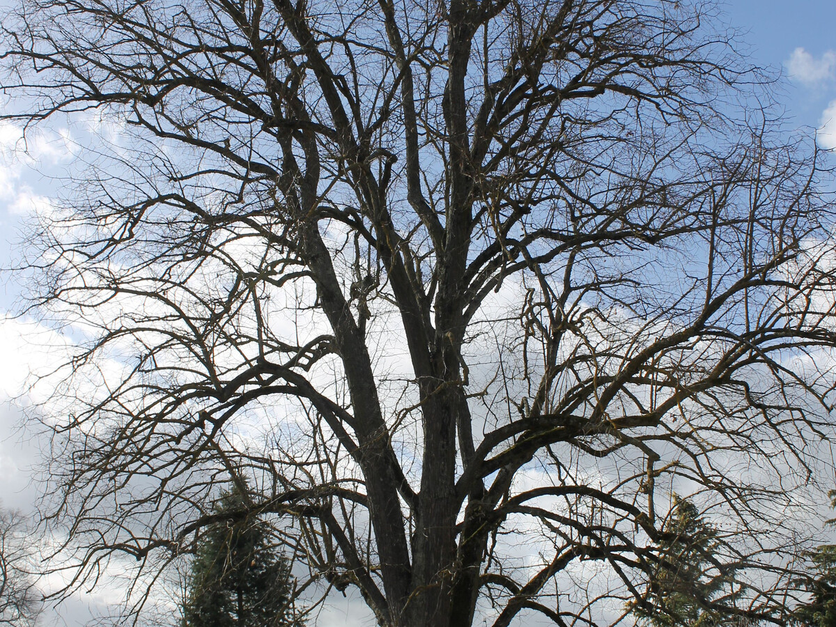 Le Tilleul : gîte 12 pers. à Sarzay, 2000 m² de nature - Photo 32