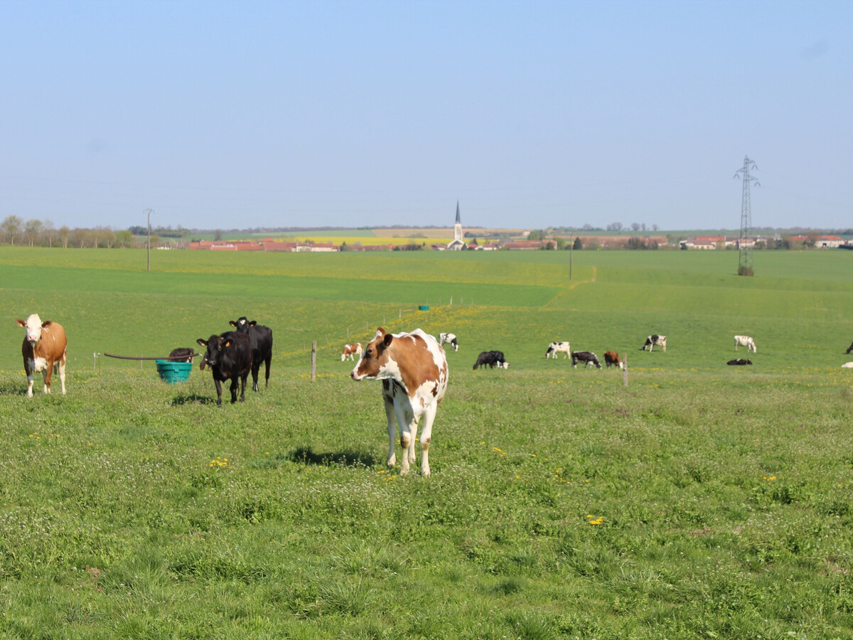 Gîte 6 pers. à la ferme près de Pont-à-Mousson - Photo 21