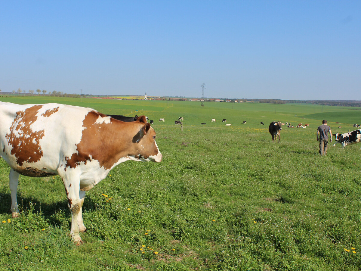 Gîte 6 pers. à la ferme près de Pont-à-Mousson - Photo 22