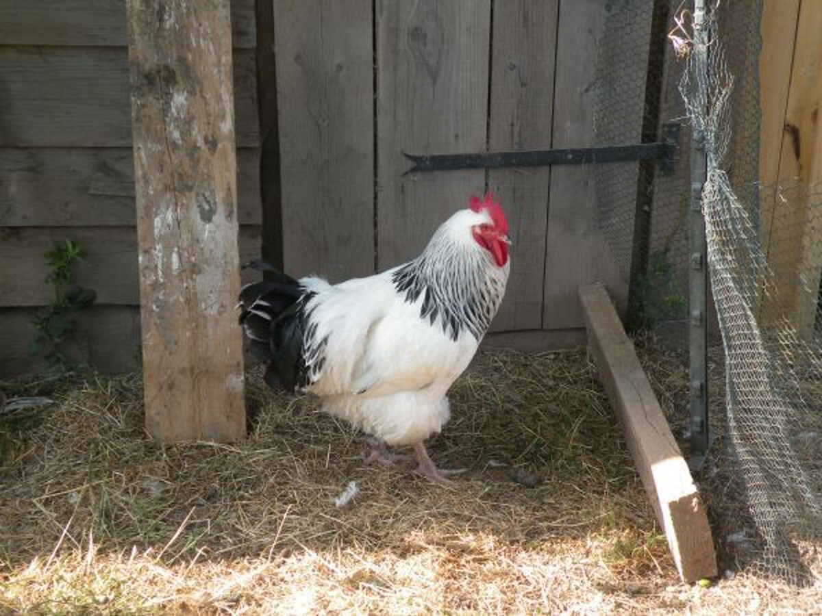 Gîte 157 m² rénové, terrain clos à Dommartin-aux-Bois - Photo 20