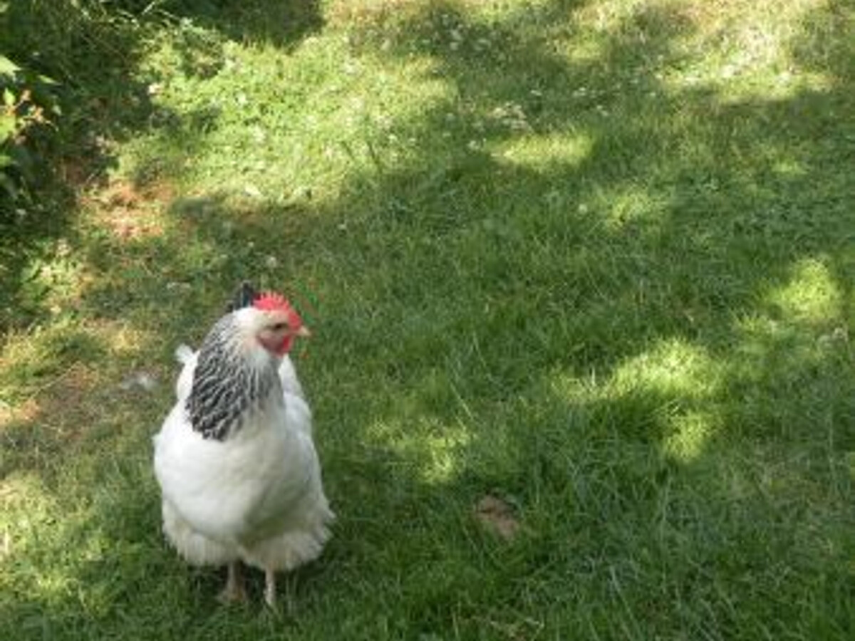 Gîte 157 m² rénové, terrain clos à Dommartin-aux-Bois - Photo 21