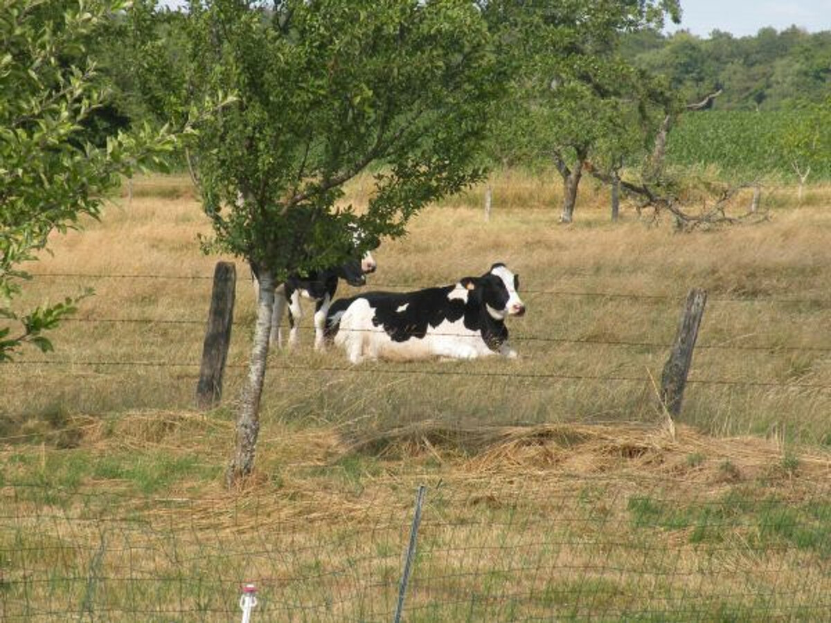 Gîte 157 m² rénové, terrain clos à Dommartin-aux-Bois - Photo 24