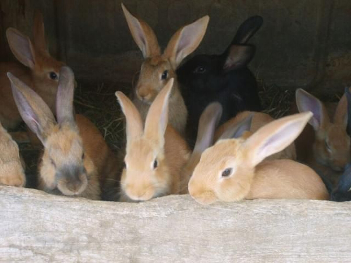 Gîte 10 personnes avec animaux de ferme au Val-d'Ajol - Photo 26