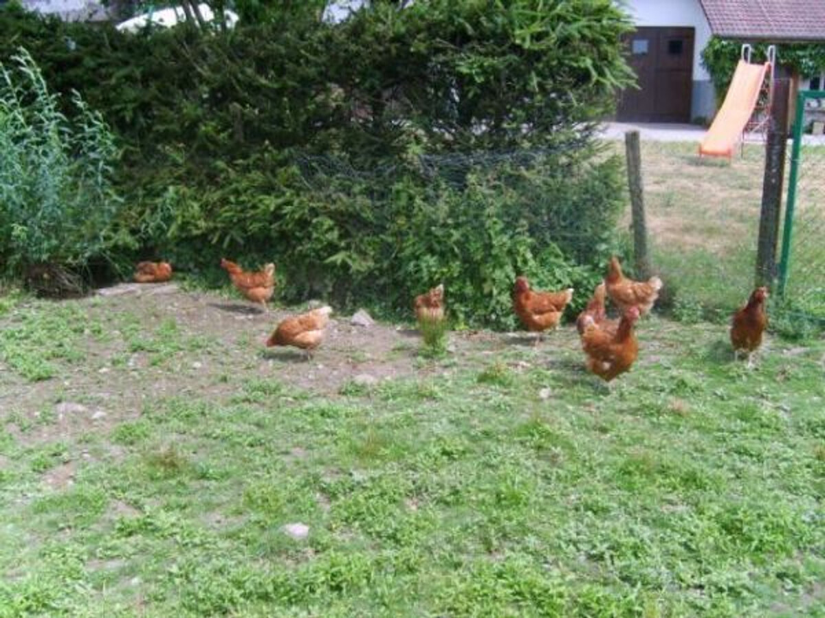 Gîte 10 personnes avec animaux de ferme au Val-d'Ajol - Photo 27