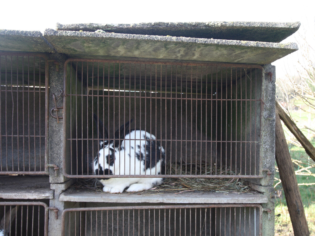 Gîte 10 personnes avec animaux de ferme au Val-d'Ajol - Photo 28