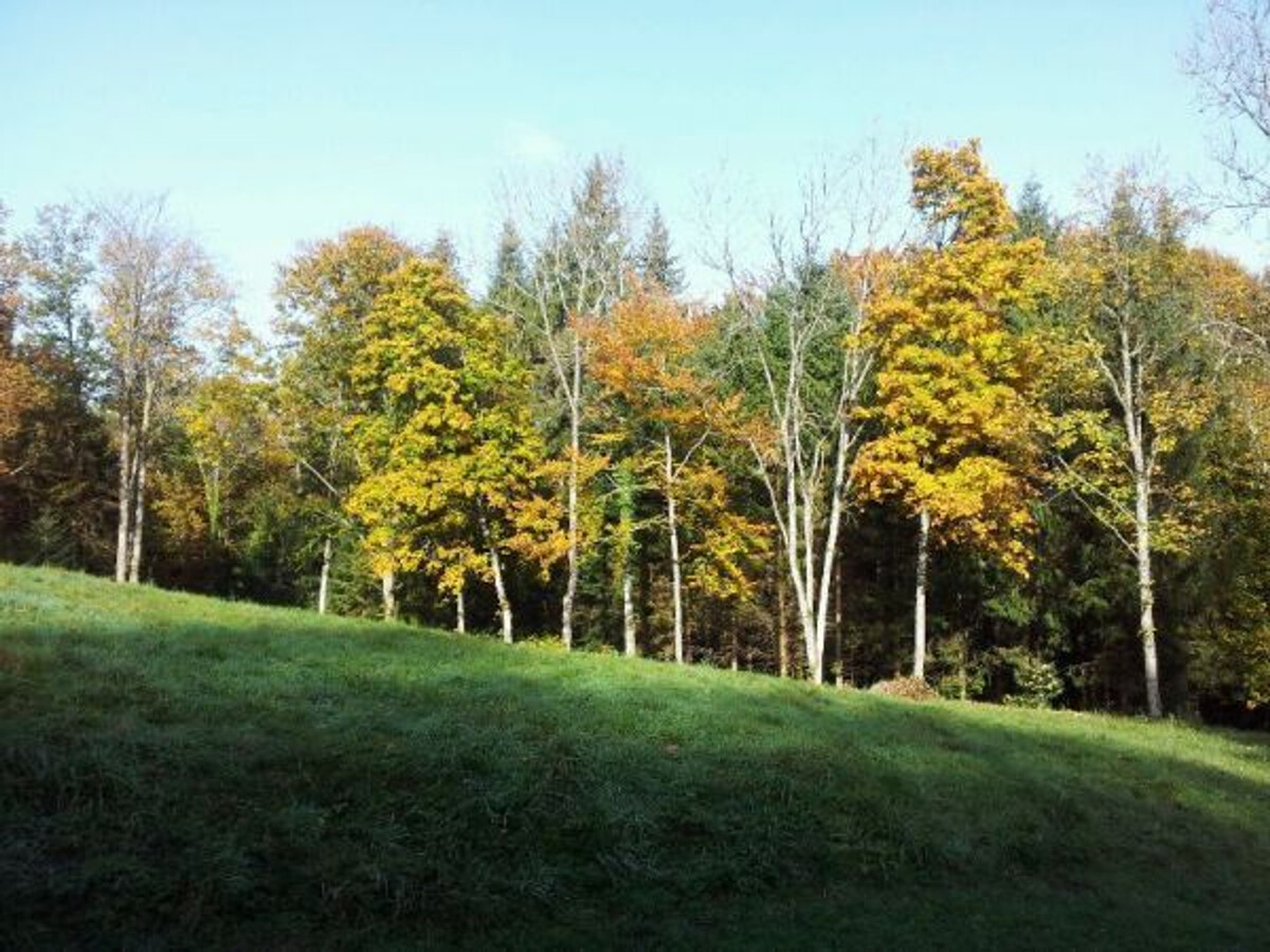 Gîte 6 pers. en forêt avec étang et accès sentiers - Photo 23