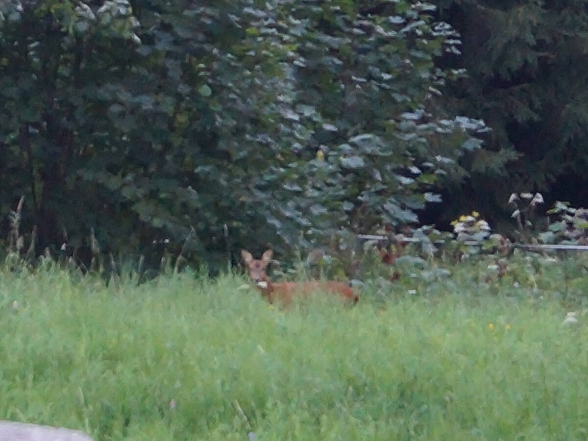 Gîte 2 pers. avec terrasse et vue vallée à Gérardmer - Photo 16