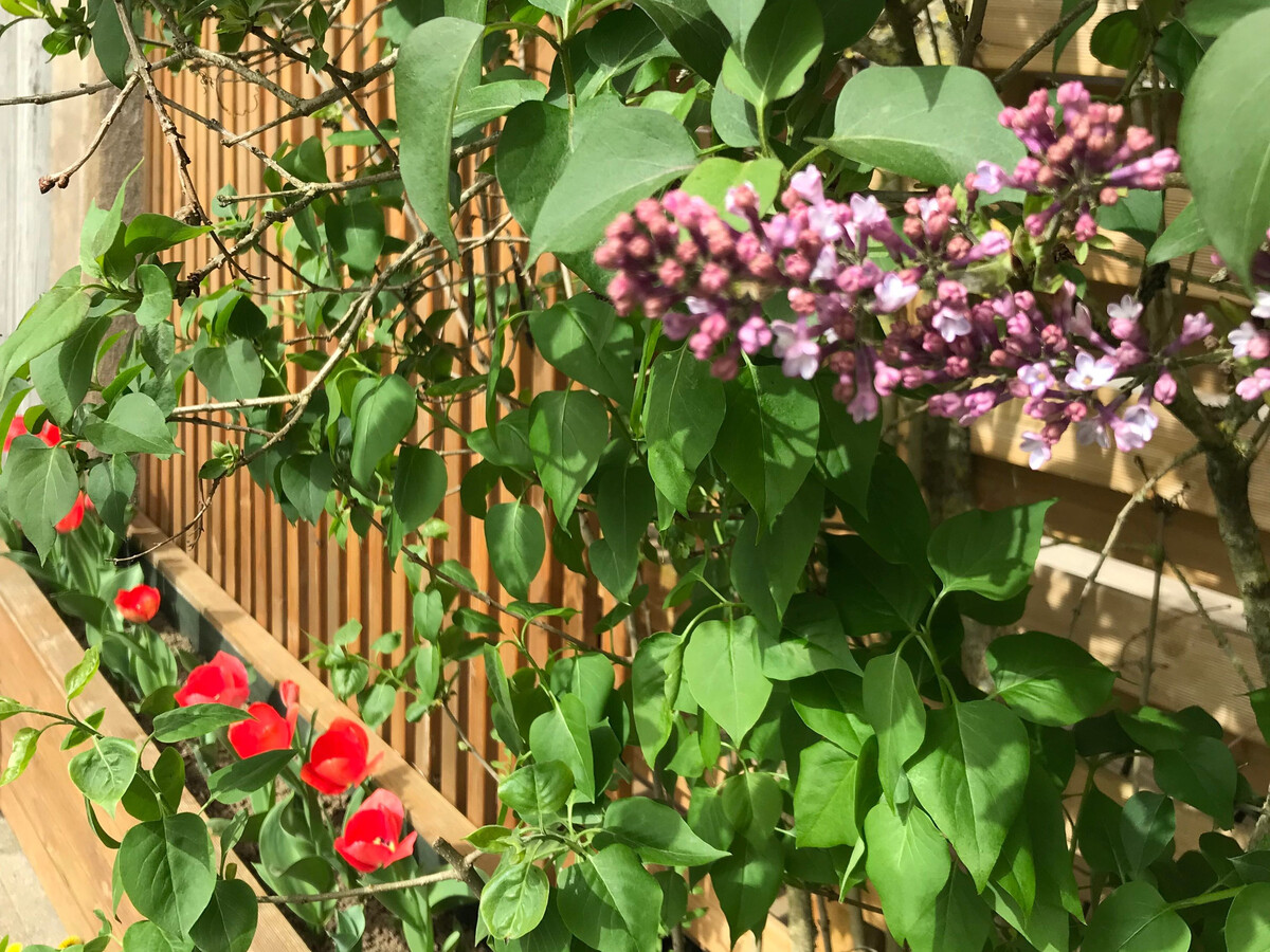 Gîte 6 personnes rénové avec jardin, accès Vosges et loisirs - Photo 19