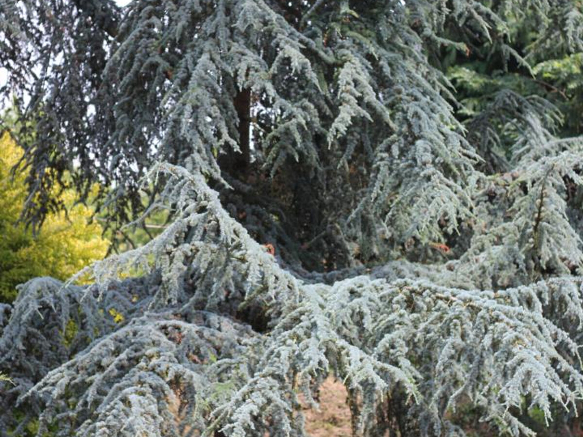 Gîte 17ème siècle rustique à Hudimesnil, 4 pers., jardin - Photo 19