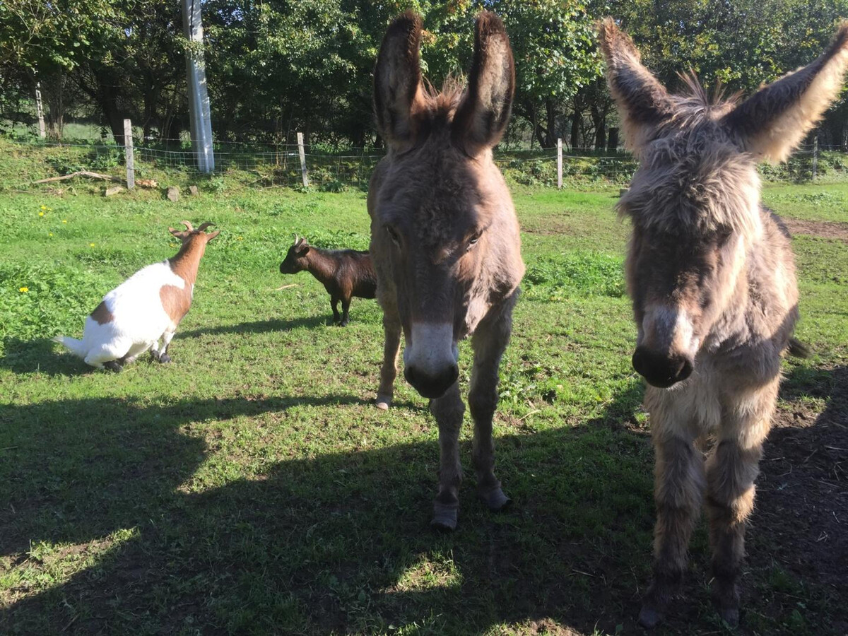 Gîte en tour du 17e siècle, 4 pers., animaux acceptés - Photo 18