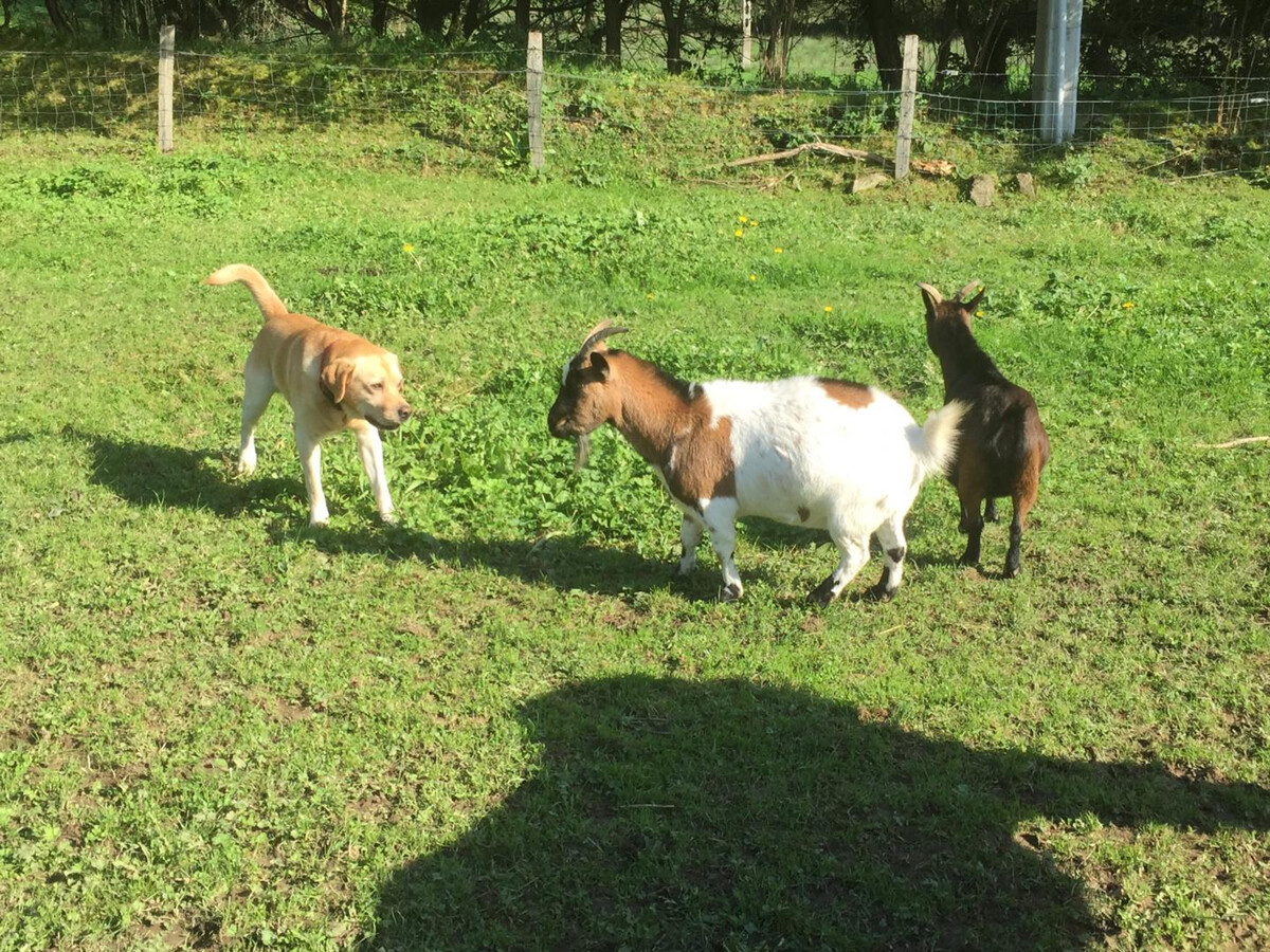 Gîte en tour du 17e siècle, 4 pers., animaux acceptés - Photo 19