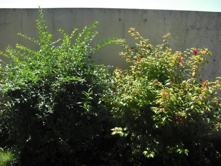 Gîte 5 pers près des dunes de Surtainville, jardin clos : photo 16