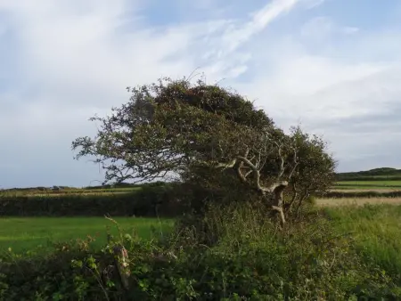 Gîte 5 pers près des dunes de Surtainville, jardin clos : photo 23