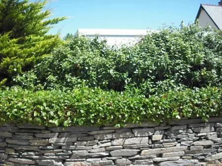 Gîte 5 pers près des dunes de Surtainville, jardin clos : photo 24