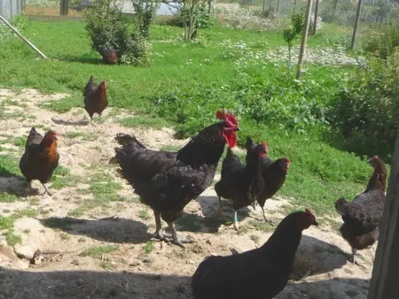 Gîte Tourangeau près de Loches avec Cheminée et Jardin - Photo 17