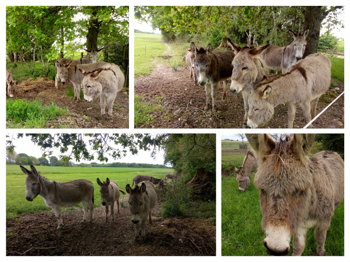 Gîte 4 pers. avec jardin et animaux à Saint-Nicolas-des-Motets - Photo 14