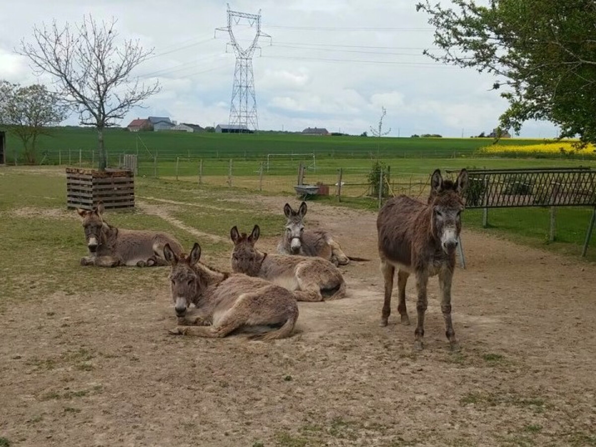 Gîte 4 pers. avec jardin et animaux à Saint-Nicolas-des-Motets - Photo 15
