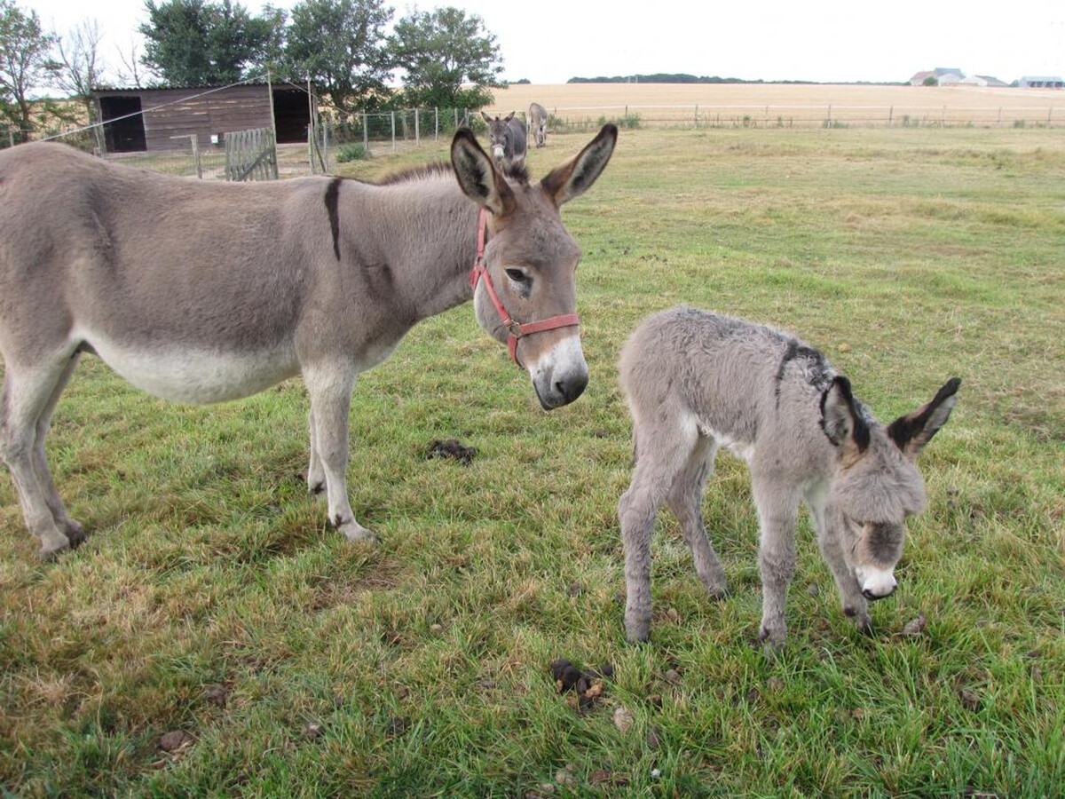 Gîte 4 pers. avec jardin et animaux à Saint-Nicolas-des-Motets - Photo 16