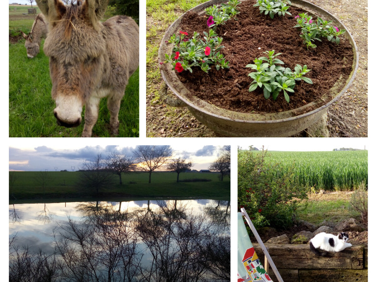 Gîte 4 pers. avec jardin et animaux à Saint-Nicolas-des-Motets - Photo 20