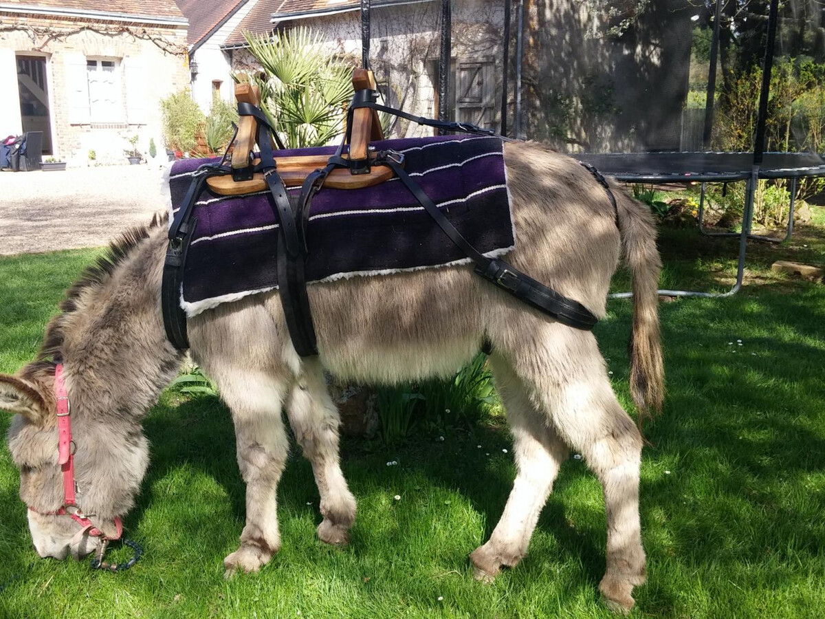 Gîte 4 pers. avec jardin et animaux à Saint-Nicolas-des-Motets - Photo 23