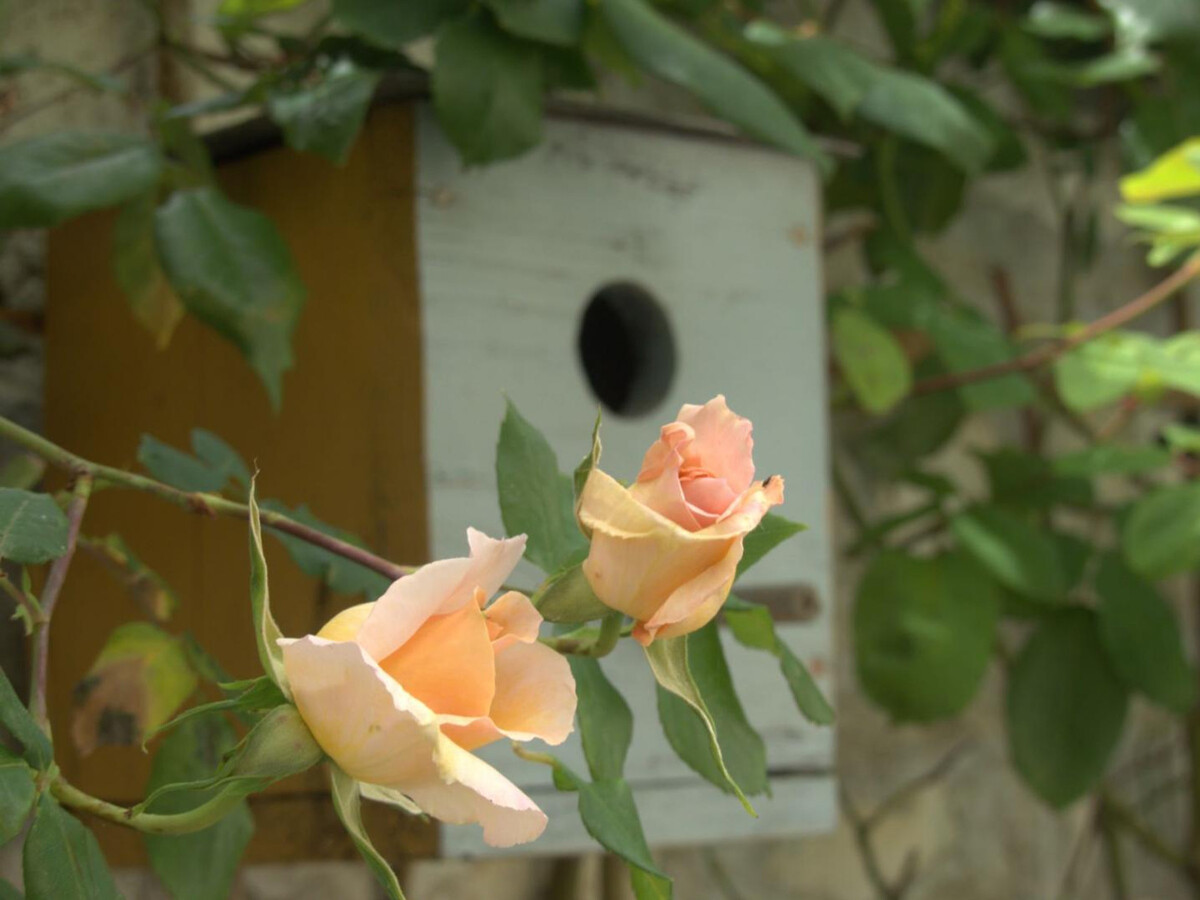 Gîte 10 pers. Touraine : vignobles Chinon et Vienne - Photo 20