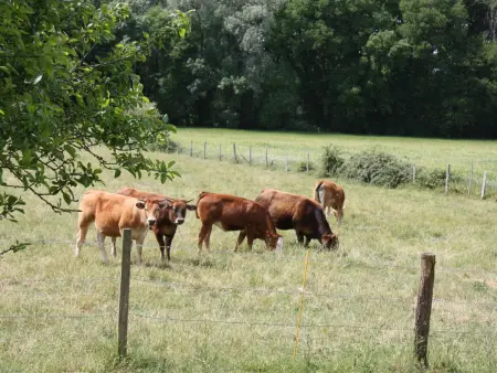 Gîte Domaine de Montour à Beaumont-en-Véron : photo 3