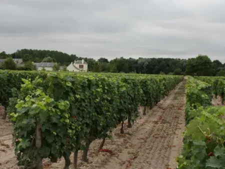 Gîte Domaine de Montour à Beaumont-en-Véron : photo 17