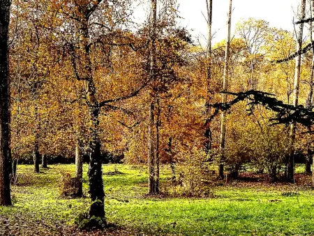 Gîte douillet en forêt d'Amboise, parc boisé 2.5 ha, cheminée, vélos, WiFi, jardin privé, animaux acceptés - Photo 27