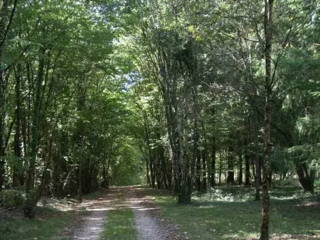 Gîte douillet en forêt d'Amboise, parc boisé 2.5 ha, cheminée, vélos, WiFi, jardin privé, animaux acceptés - Photo 32