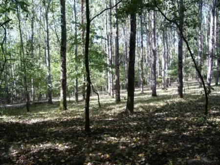 Gîte douillet en forêt d'Amboise, parc boisé 2.5 ha, cheminée, vélos, WiFi, jardin privé, animaux acceptés - Photo 34