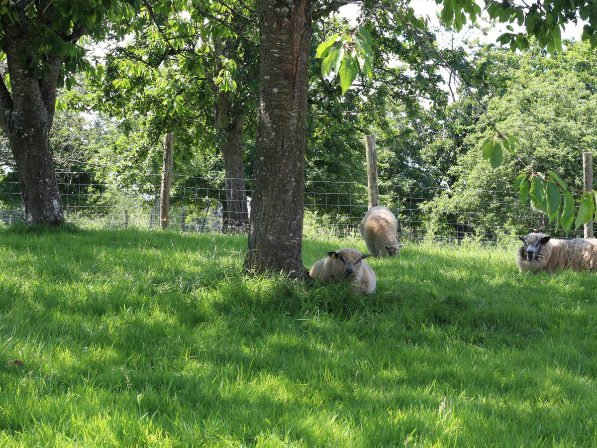 Gîte normand avec poêle à bois, cour privée et verger - Photo 19