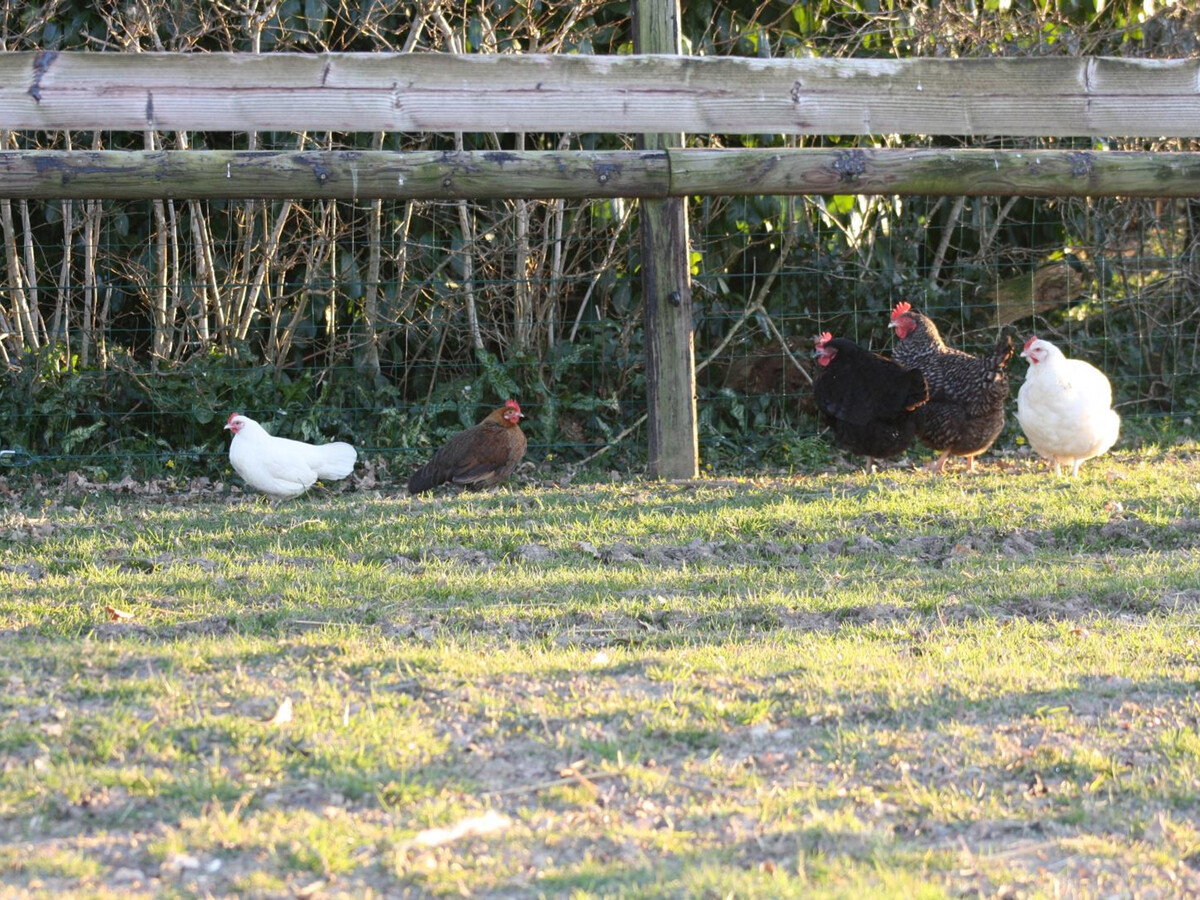 Écogîte 5 pers. à Beauchamps : jardin, parking, randos - Photo 24