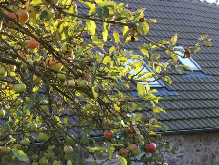 Gîte familial Siouville-Hague, jardin suspendu vue baie : photo 22