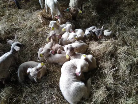 Ancienne Bergerie Restaurée avec Animaux Acceptés - Photo 18