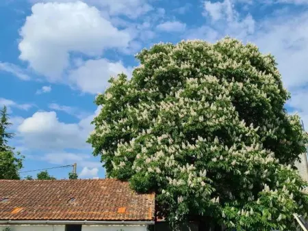 Gîte 6 personnes Creuzier-le-Neuf, piscine chauffée : photo 11