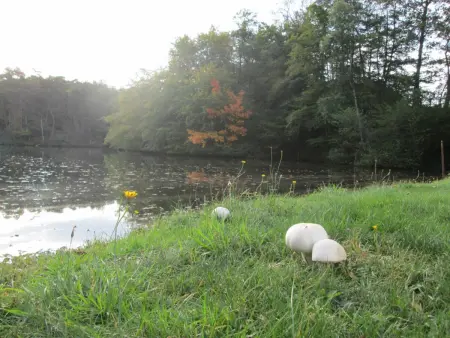 Gîte en pleine nature avec Wifi, animaux acceptés - Photo 23