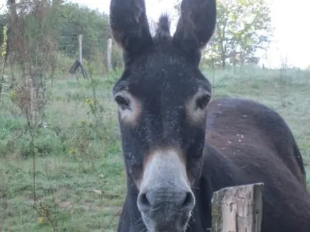 Gîte en pleine nature avec Wifi, animaux acceptés - Photo 28