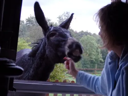 Gîte en pleine nature avec Wifi, animaux acceptés - Photo 29