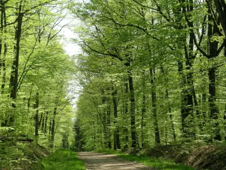 Gîte au calme avec piscine, vue Forêt Tronçais - Photo 20