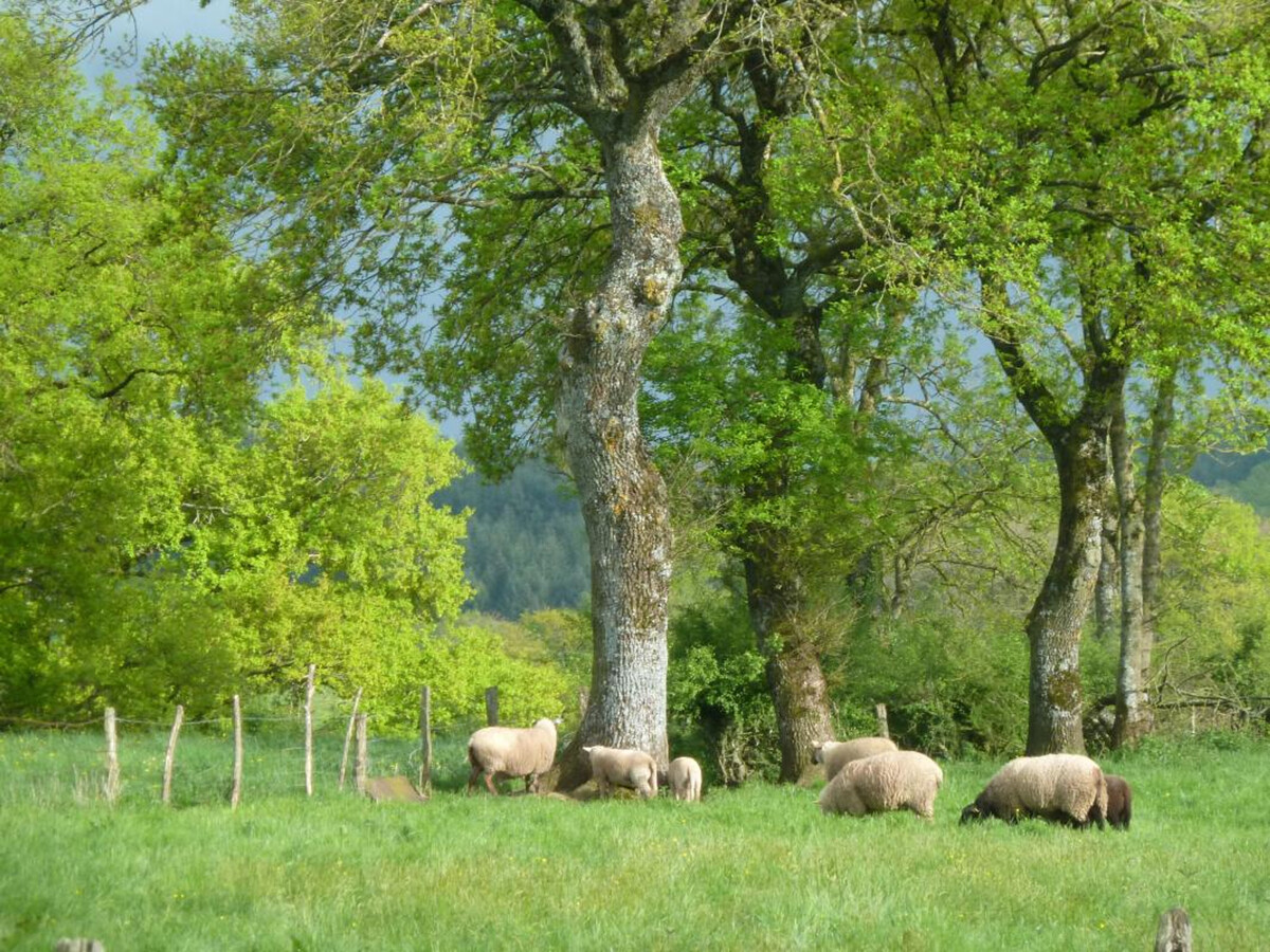 Gîte 8 pers. avec écurie à Barrais-Bussolles - Photo 36