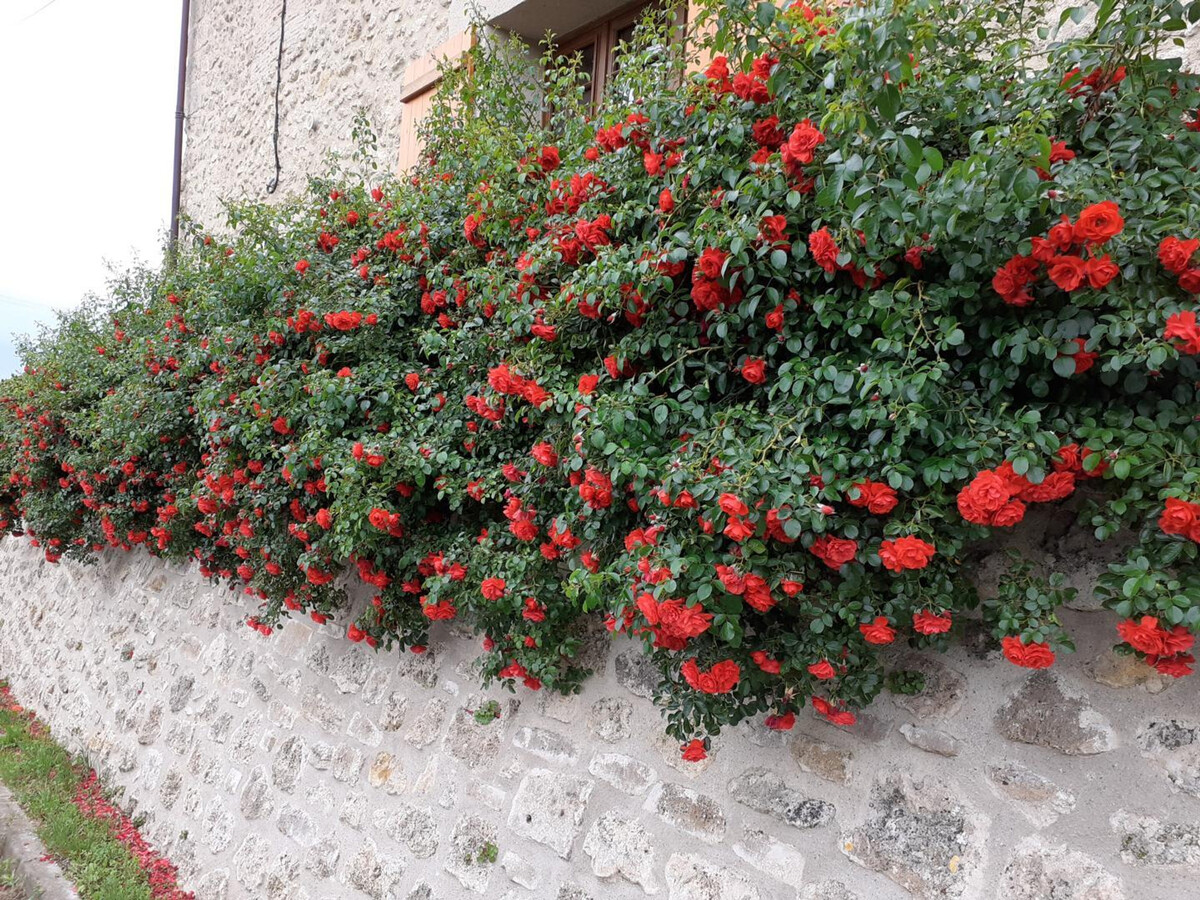 Gîte maison de vendanges rénovée, 4 pers., animaux acceptés - Photo 9