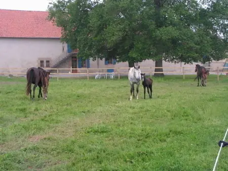 Gîte 10 pers. avec piscine couverte à Souvigny : photo 23