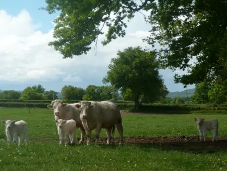 Gîte 10 pers. avec piscine couverte à Souvigny : photo 24